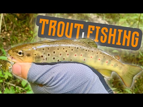 Видео: Осенняя TROUT | Форелевый «детский сад»