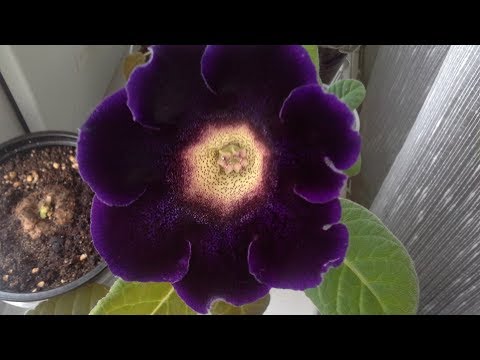 Видео: Отсаживаю деток от листа глоксиний.