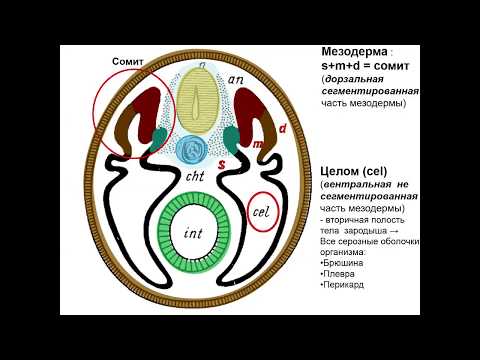 Видео: Строение и развитие сердца