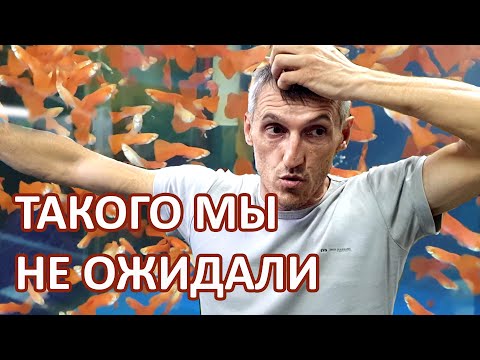 Видео: Что стало с породистыми гуппи. Разводня Вадима. Кормим рыбок.