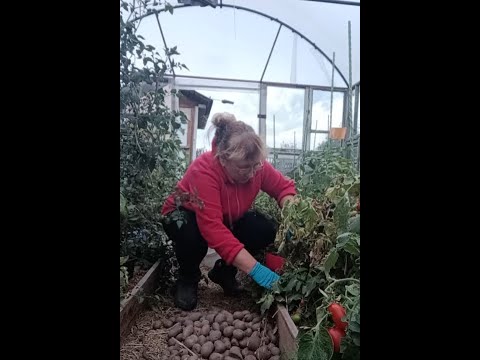 Видео: Собираем урожай - как хороший так и не очень