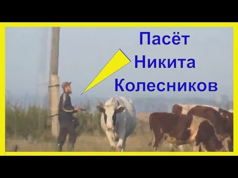 Видео: Никита Колесников Устроился Пастухом в Потеряевке Комментирует и Снимает Игнатий Лапкин