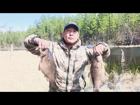 Видео: Ловим огромных карпообразных карасей.