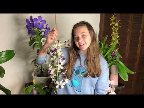 Видео: Мои короли и королевы. Цветение орхидей в сентябре. Денробиум, фаленопсис, ванда, башмачек и др.