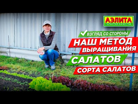 Видео: Этот метод выращивания салатов №1. Любимые сорта салатов.