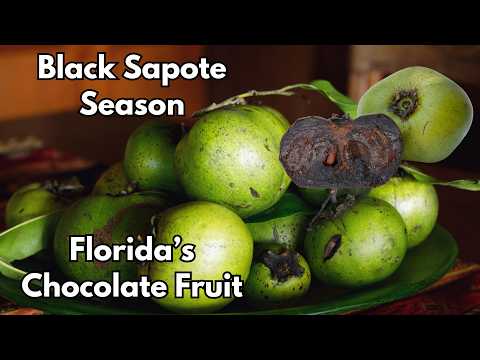 Видео: Сезон чёрной сапоты в Южной Флориде | Лучшие сорта + Где купить саженцы