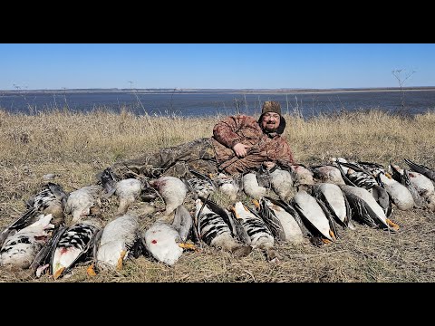 Видео: Охота на гуся, весна. Это что то невероятное! Количество гуся просто поражает!