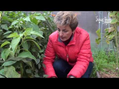 Видео: Как повысить плодородие почвы. Сайт "Садовый мир"