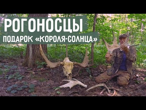 Видео: Как определить возраст лося по его рогам