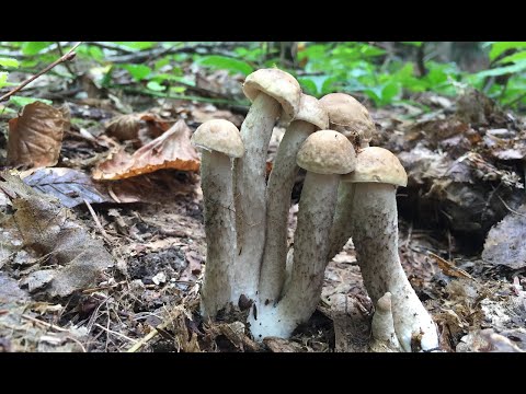 Видео: ГРИБЫ на каждом шагу! За грибами 23 августа 2022. Рагу из мухоморов. Фаршированные шампиньоны