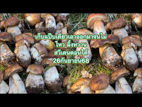 Видео: Эпизод 140. Собирать грибы в одиночку — это весело. Их много. #гриб #сборгрибов #сладкаяпчёлка #Т...