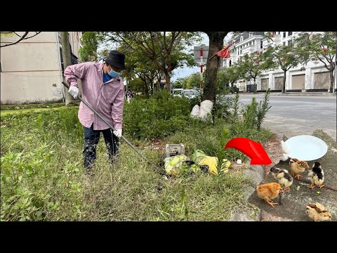 Видео: СЛУЧАЙНО ! Спасение милой ЦЫПЛЕНКИ во время уборки мусора и заросшей травы на тротуаре