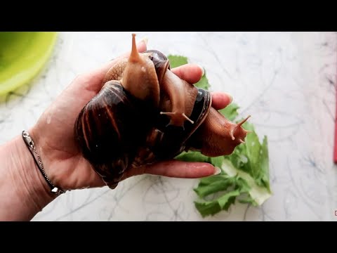 Видео: НУЖЕН ЛИ БАССЕЙН УЛИТКЕ? УБОРКА В КОНТЕЙНЕРЕ || ПОЛНАЯ ЗАМЕНА МХА!