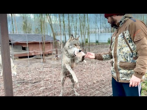 Видео: К этому волку я больше не захожу⚠️ Парк Северных Волков. Арье три года.