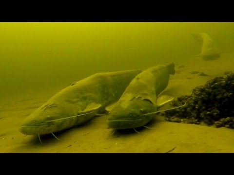 Видео: Самые Лучшие моменты прошлого сезона! Подводная охота видео.