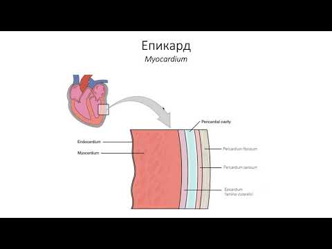 Видео: Сърцева стена. Фиброзен скелет (7:23) ┃teoriyata.com