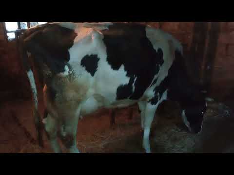 Видео: Голштинская порода на примере нашей коровы.