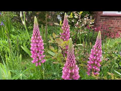 Видео: Vlog 132-Как создаётся Английский  Cottage garden -самый романтический стиль  садов