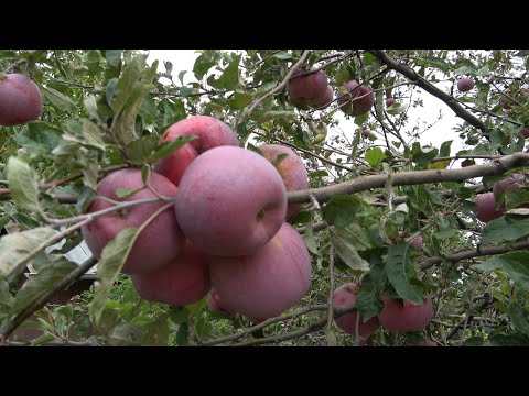 Видео: Епизод 81. Беритба и съхранение на зимни сортове овощия.