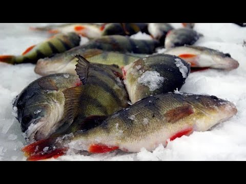 Видео: ЧУДСКОЕ ОЗЕРО!КОДАВЕРЕ.ВОТ ЭТО Я ПОПАЛ.ЗИМНЯЯ РЫБАЛКА НА МОРМЫШКУ 2025.