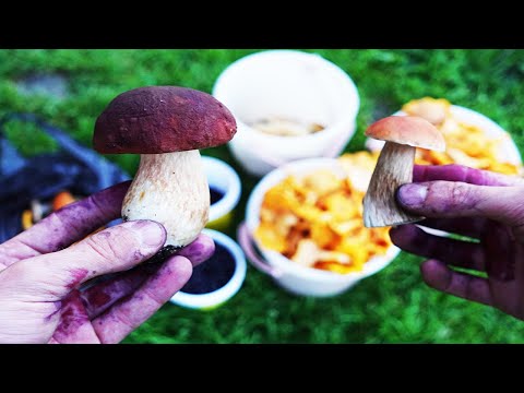Видео: Сколько можно заработать собирая грибы