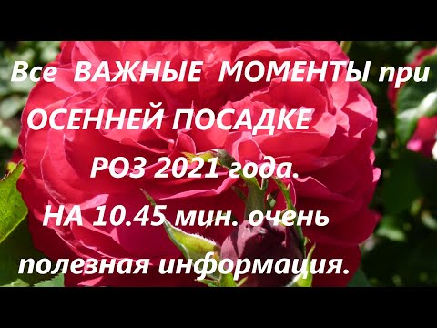 Видео: Все ВАЖНЫЕ МОМЕНТЫ  при ОСЕННЕЙ ПОСАДКЕ РОЗ 2021 года.НА 10.45 мин. полезная информация для новичков