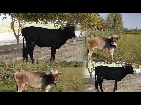 Видео: 1 САР ҒУНОЖИН 1 БУКА  ФУРИШИ 902.99.87.81