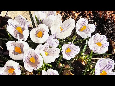 Видео: Открыли дачный сезон. Можно копать и сажать.