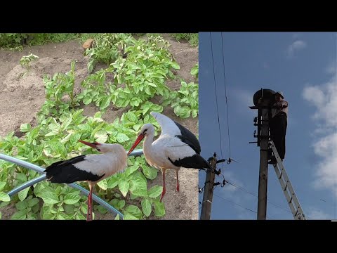 Видео: Картопля померзла. Заклали фундамент для гнізда лелек.  Олександр і Лідушка