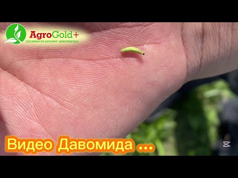 Видео: Бедани КУРТЛАРДАН тозалаймиз!! Фитономус ( беда барг филчасига карши кураш).