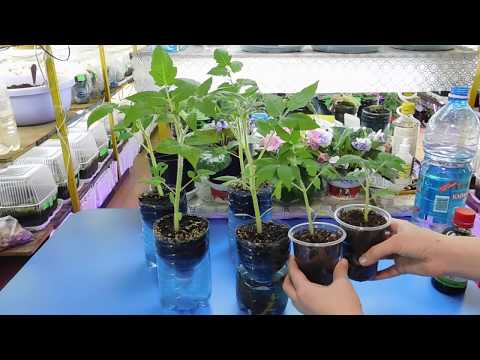 Видео: 🍅🍅🍅ТОМАТЫ РАСТУТ В 2 РАЗА БЫСТРЕЕ ! БЕШЕНЫЙ РОСТ РАССАДЫ !
