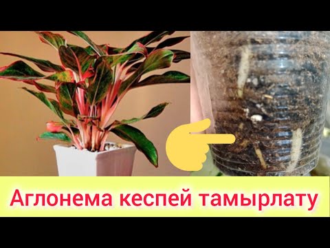 Видео: АГЛОНЕМА КЕСПЕЙ ТАМЫРЛАТУ ЖОЛЫ