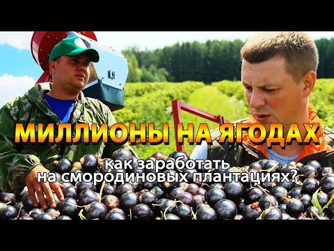 Видео: Миллионы на ягодах. Как заработать на смородиновых плантациях?