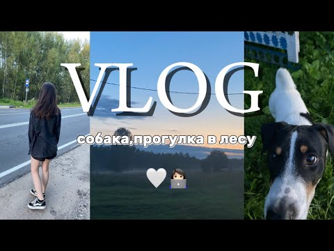 Видео: VLOG летний 🤍🌳 с собакой,прогулка в лесу,🐾