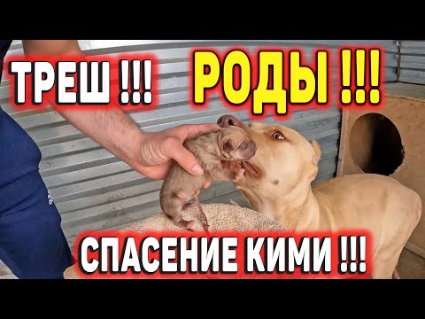 Видео: ПИТБУЛЬ КИМИ РОДИЛА РАНЬШЕ ВРЕМЕНИ И СЛУЧИЛОСЬ ТО, ЧЕГО Я И БОЯЛСЯ !!! Спасение Кими !!!