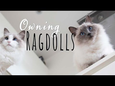 Видео: Каково это — быть кошкой породы рэгдолл | Ragdolls Pixie and Bluebell