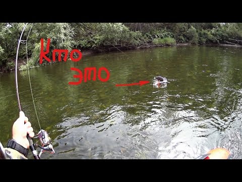 Видео: На что клюют Ленки . ТОП воблеров ITUMO от ДИМОНА !!!. Горная река . Рыбалка .