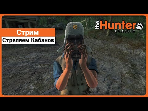 Видео: Стрим охоты на кабанов во время события - в theHunter Classic !