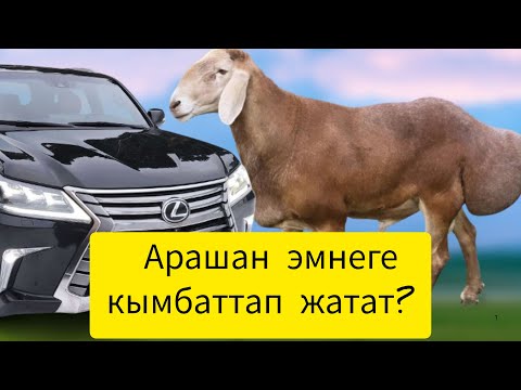 Видео: Арашан кой породасы эмне үчүн кымбат. Арашан коюнун тарыхы жана келечеги.