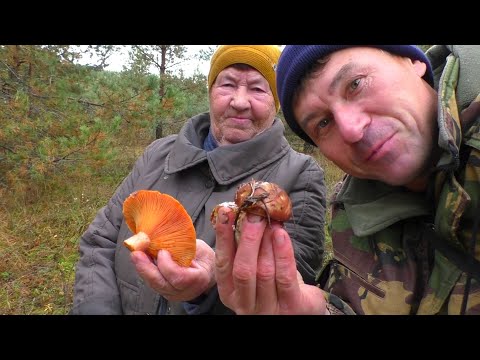 Видео: УШЛИ С БАБУШКОЙ В ЛЕС И НАПАЛИ НА ФАНТАСТИЧЕСКИЕ МОЛОДЫЕ ГРИБЫ! ЕЛИ ВЫТАЩИЛ БАБУШКУ ИЗ ЛЕСА