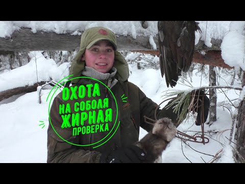 Видео: Охота на соболя.Сезон 3. Часть 1.