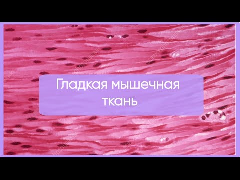 Видео: Гладкая мышечная ткань за 25 минут