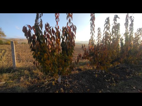 Видео: Дарактарды кузгу камкоруу