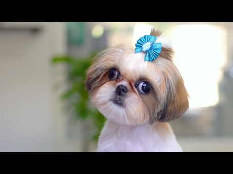 Видео: Твоей маме так повезло с тобой!✂️❤️🐶