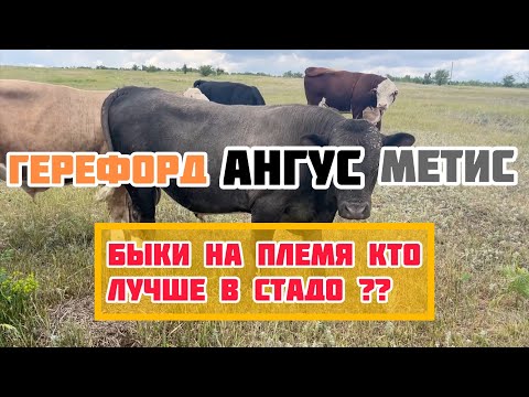 Видео: Быки производители ангус герефорд