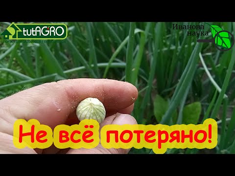Видео: ЛУК ПОШЕЛ В СТРЕЛКУ. Что делать, если лук стрелкуется и цветет. Плюсы и минусы стрелкования лука.