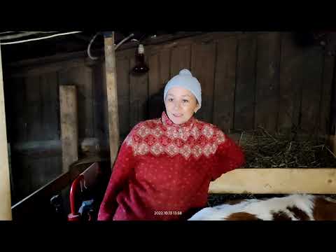 Видео: Стельность 10 месяцев, ждем!