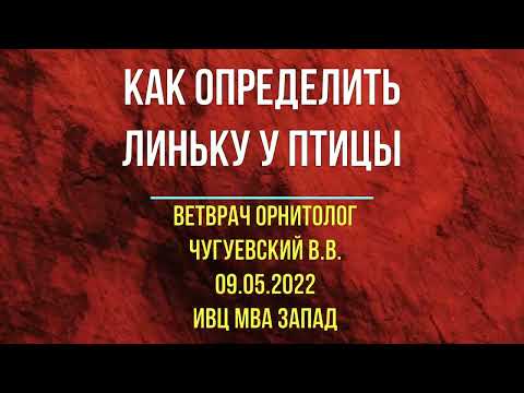 Видео: Лечение птиц.  Как определить линьку у птицы (попугая)