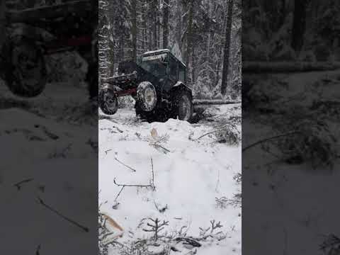Видео: вывозка и трелёвка леса