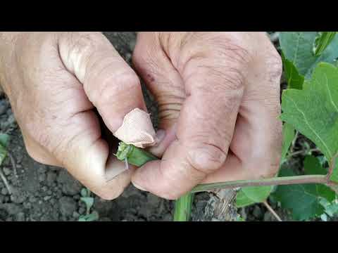 Видео: Самый надёжный способ прививки винограда.Дополнение.super grape grafting